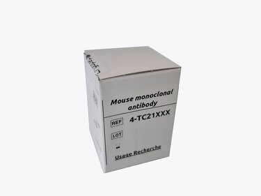 Mouse monoclonal antibody anti-fibronectin, 2FN, IgG