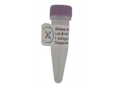 Sheep polyclonal antibody anti-bovine Factor V
