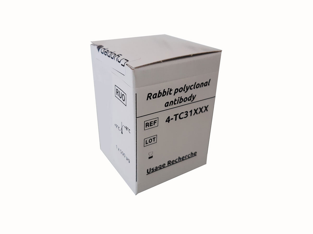 Rabbit polyclonal antibody anti- human t-PA