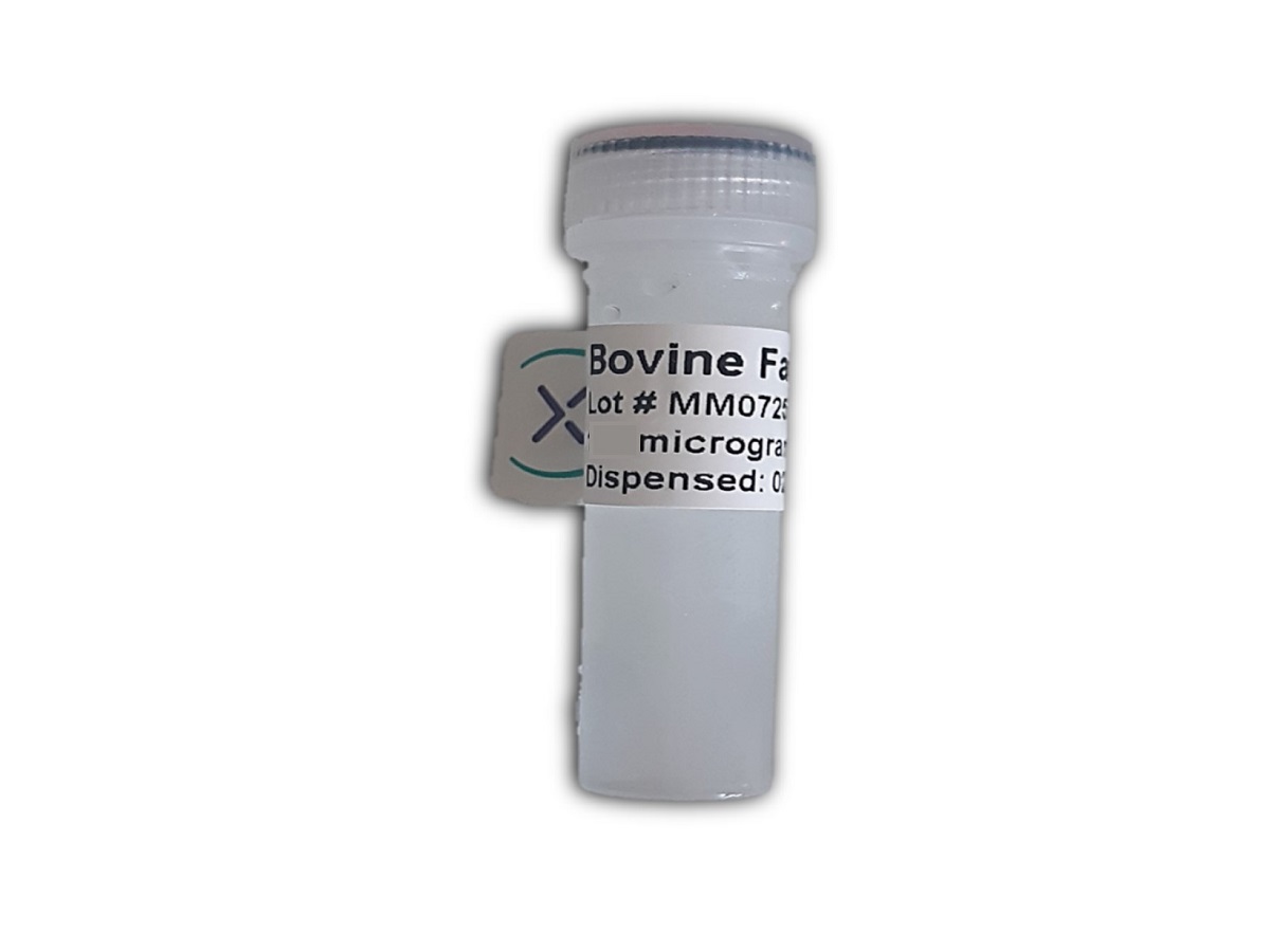 Bovine Factor V