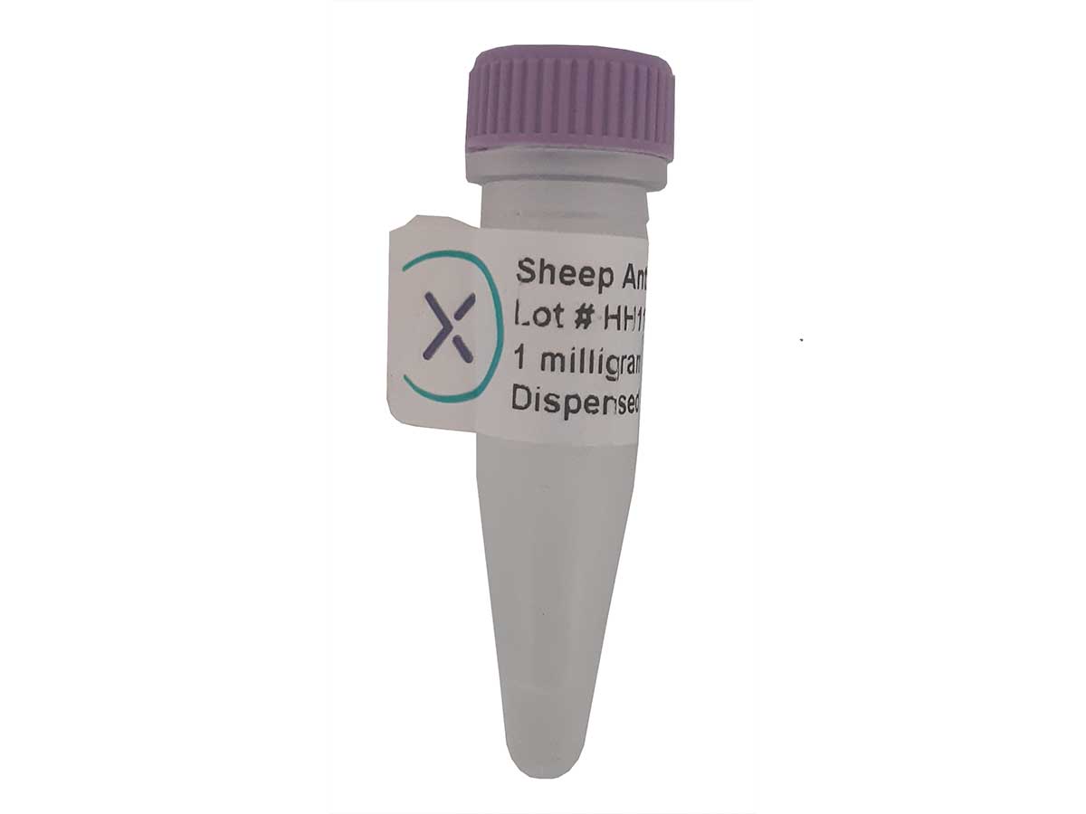 Sheep polyclonal antibody anti-human tissue Factor